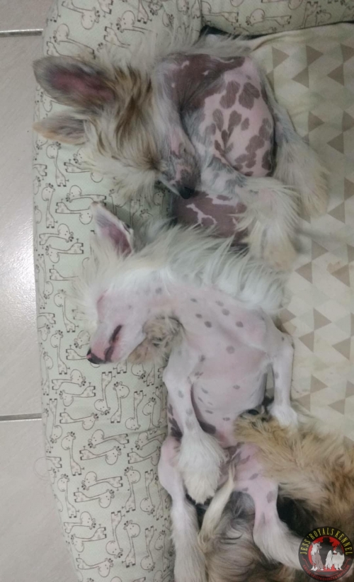 Draco e Hermione chamego de irm�os